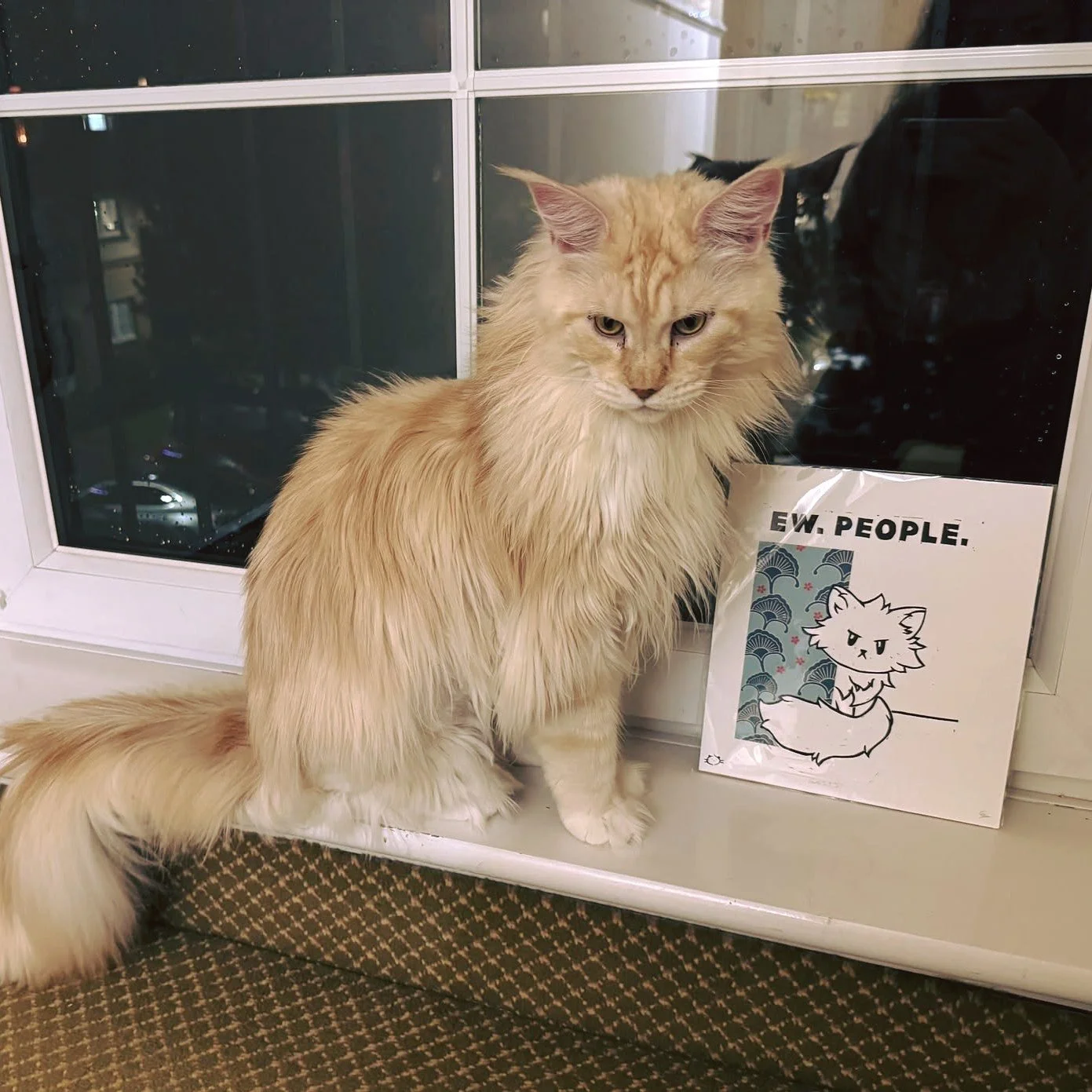 When people see my "Guests" print, they often compare it to their cat's reaction to visitors 😸. Joy was the perfect model for a photoshoot, the reference cat I used to make the drawing looks almost exactly like her! 🙀 
Thank you to Diana 