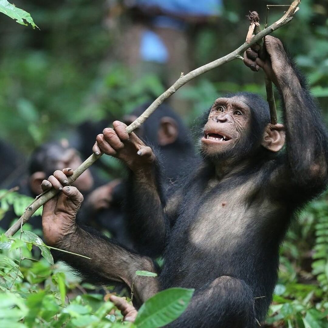 While we all love a photo that shows a glimpse into the lives of incredible species like chimpanzees, it&rsquo;s important to be mindful of the content we engage with. That&rsquo;s why every time we post an archival photo or a picture from a sanctuar
