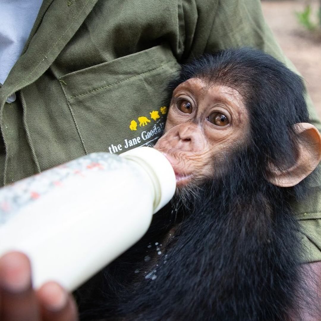🌿 Every rescue matters! When infant chimpanzees are saved from the illegal wildlife trade, they arrive at Tchimpounga Sanctuary very young and often in dire need of both physical and emotional healing. Under the care of JGI&rsquo;s dedicated staff, 