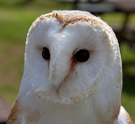 2013: A Bad Year for Barn Owls