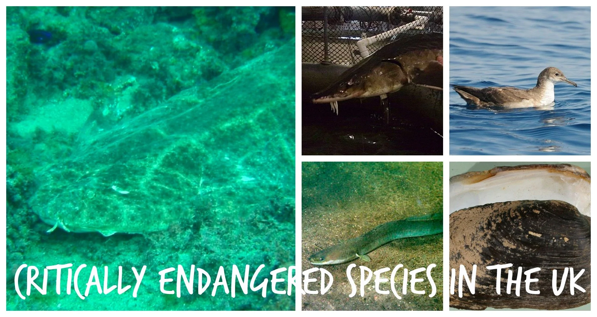 9 Critically Endangered Species in the UK