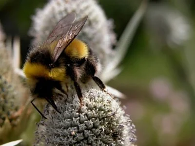 Buzzing Bees and Blueberries