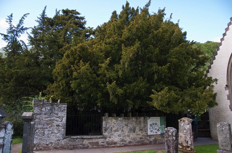 Celebrating our ancient trees