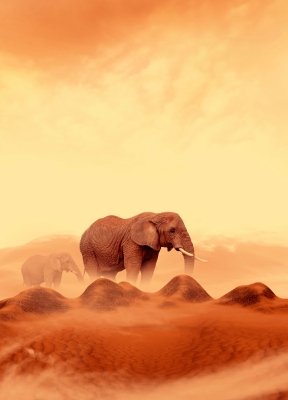 Clever as an elephant