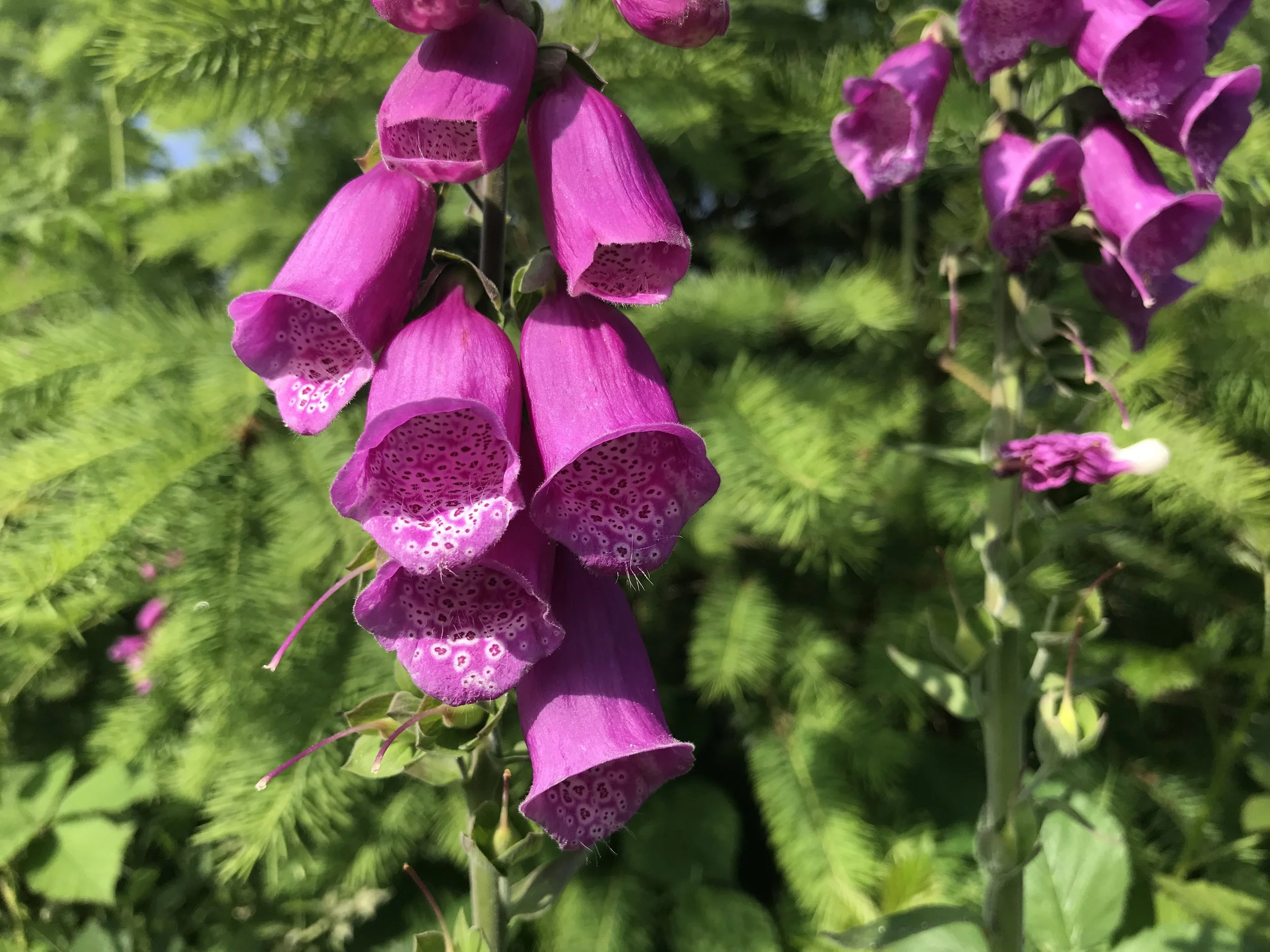 Fascinating foxgloves