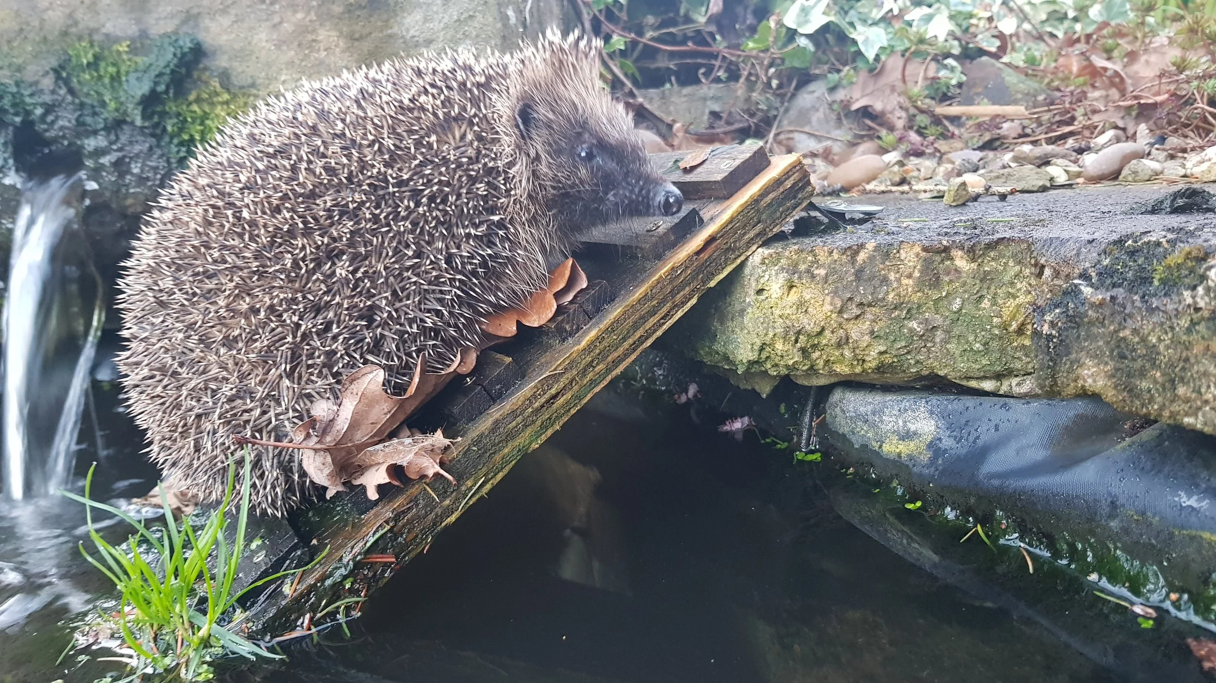 Get your garden winter wildlife ready!
