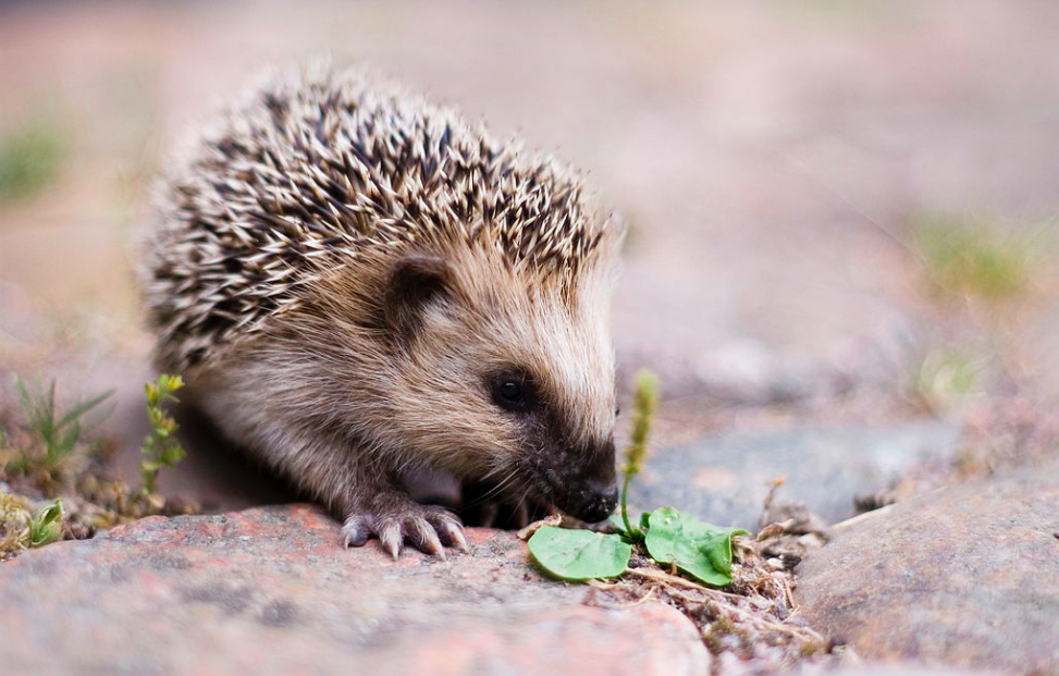Give hedgehogs a helping hand