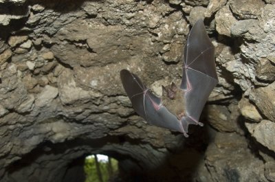Going Batty