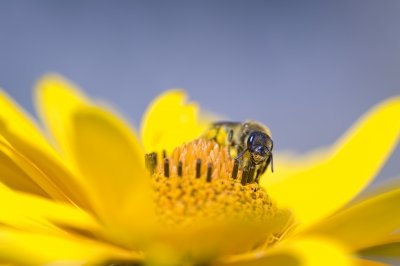 Good news for bees!