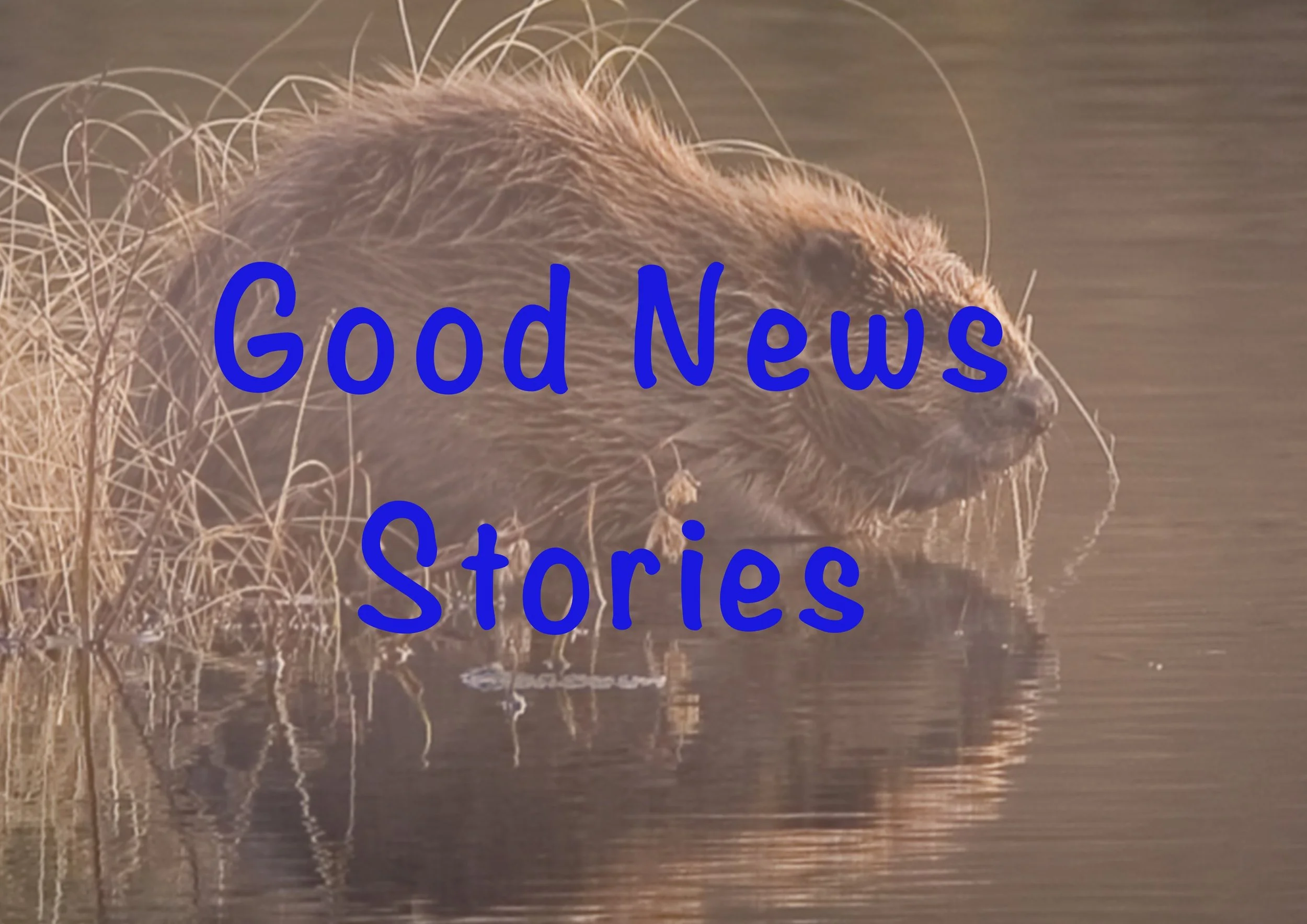 Good news wildlife stories to brighten your day