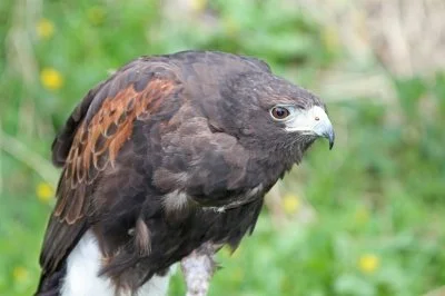 Protecting Birds of Prey