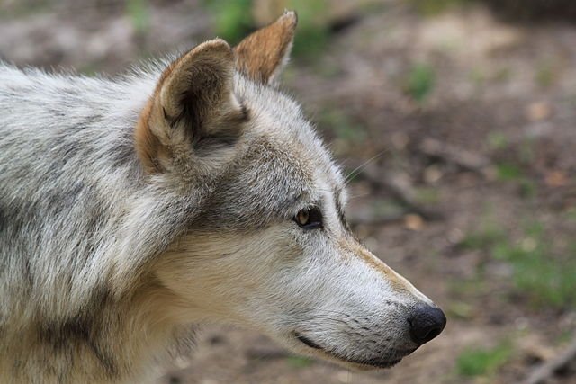 Rewilding