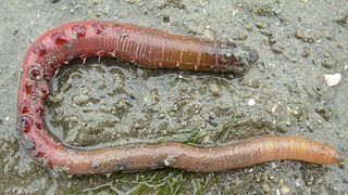 Save the worm!