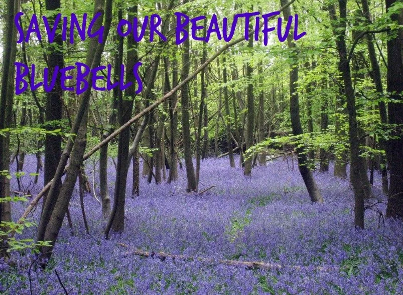 Saving our beautiful bluebells