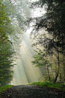 Seeing the wood for the trees