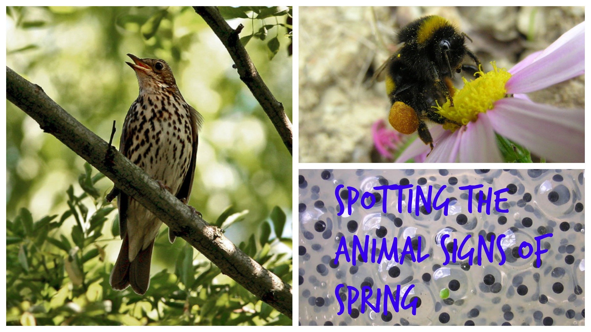Spotting the animal signs of spring