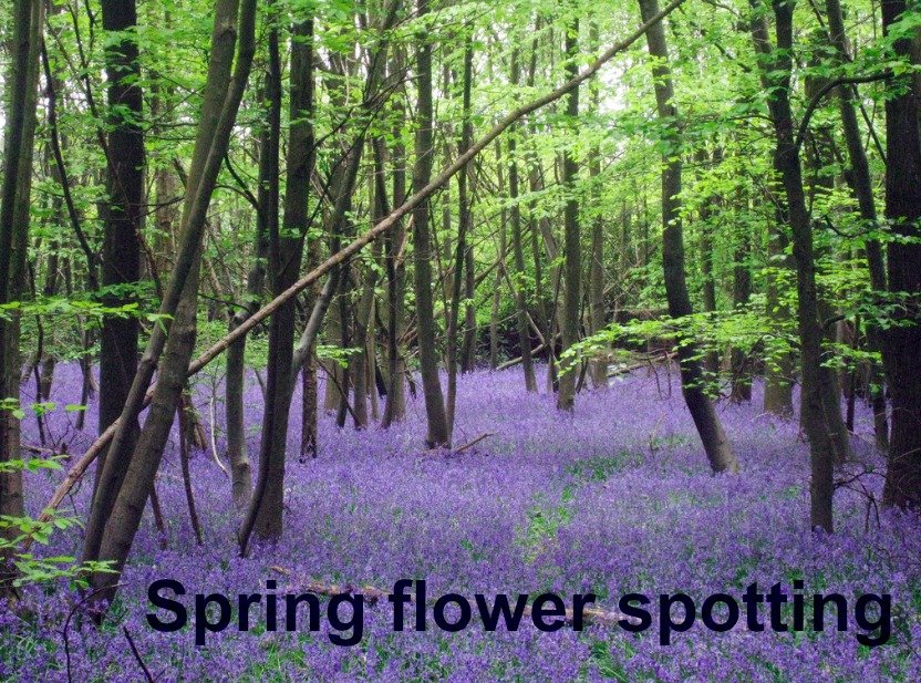 Spring flower spotting