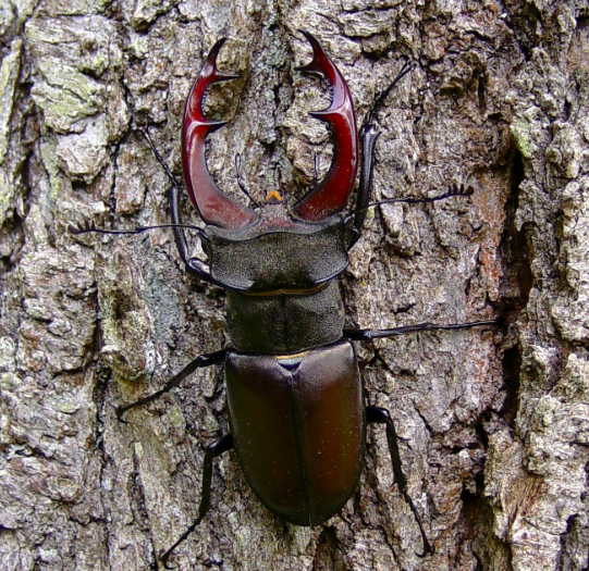 Stag Beetle-ing about