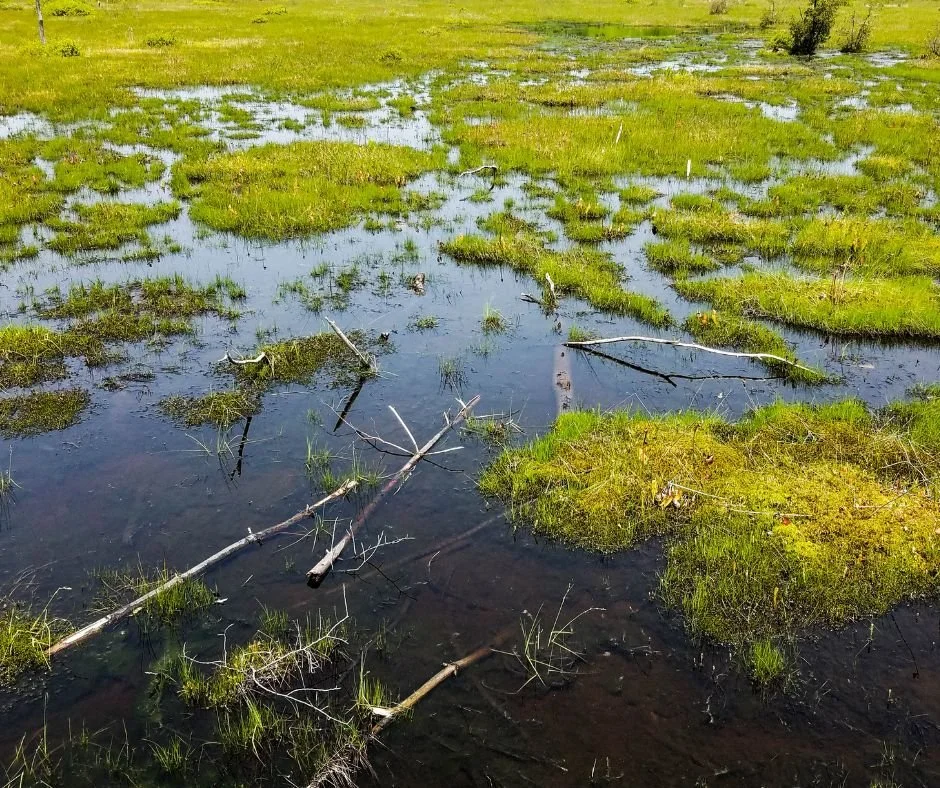 The unique habitats that exist in the UK