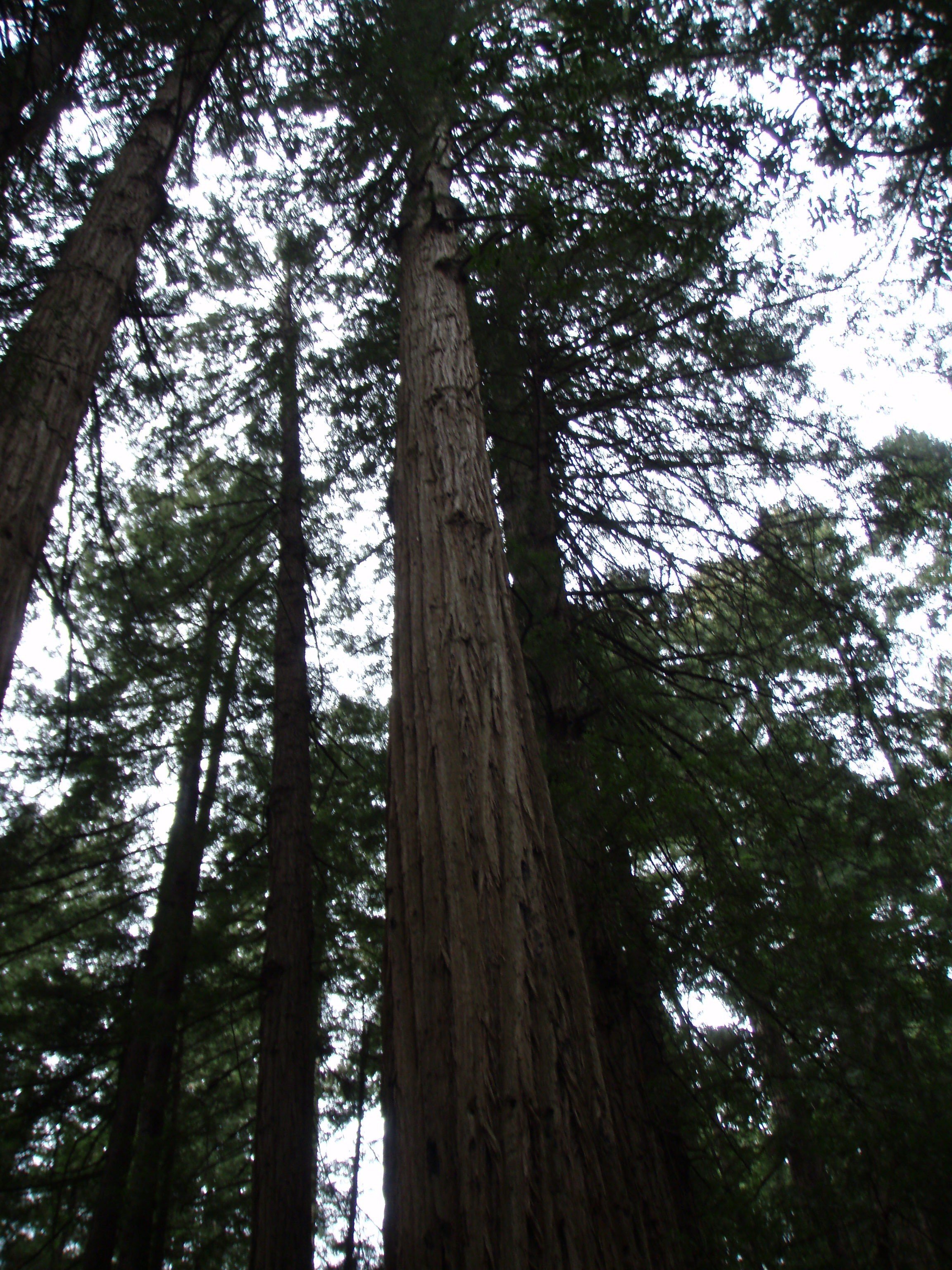 The wise old tree