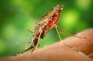 The world's first licensed malaria vaccine