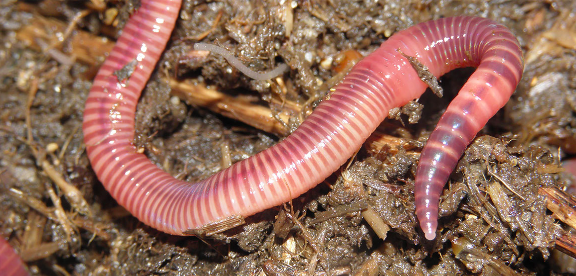 The Worm at the Bottom of your Garden
