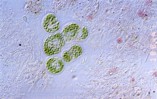 Welcome to the Microverse