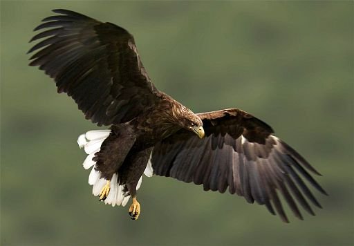 Wildlife Reintroduction: From Big to Small