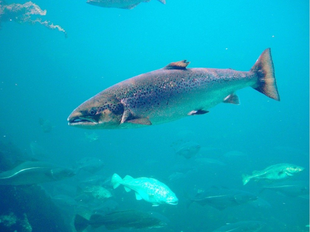 Aquaculture