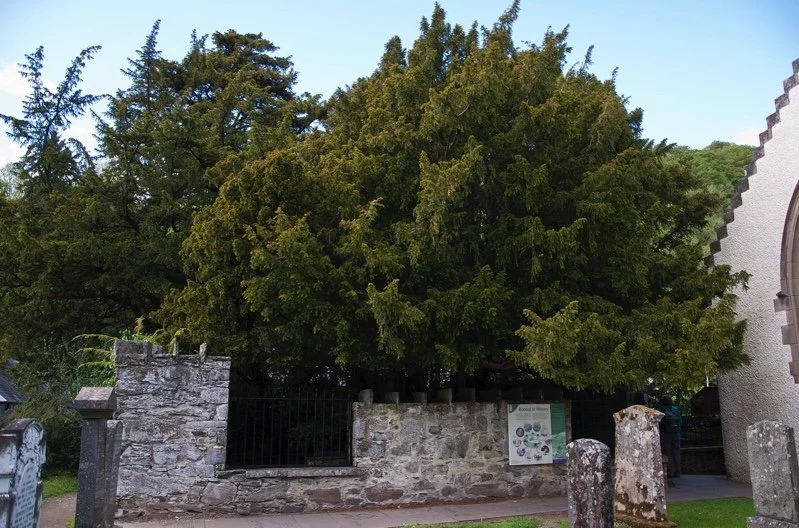 Celebrating our ancient trees