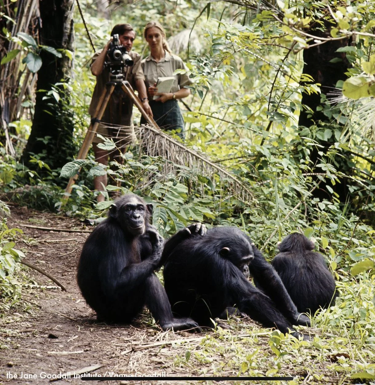 Celebrating Gombe 60: Discovery, innovation and hope