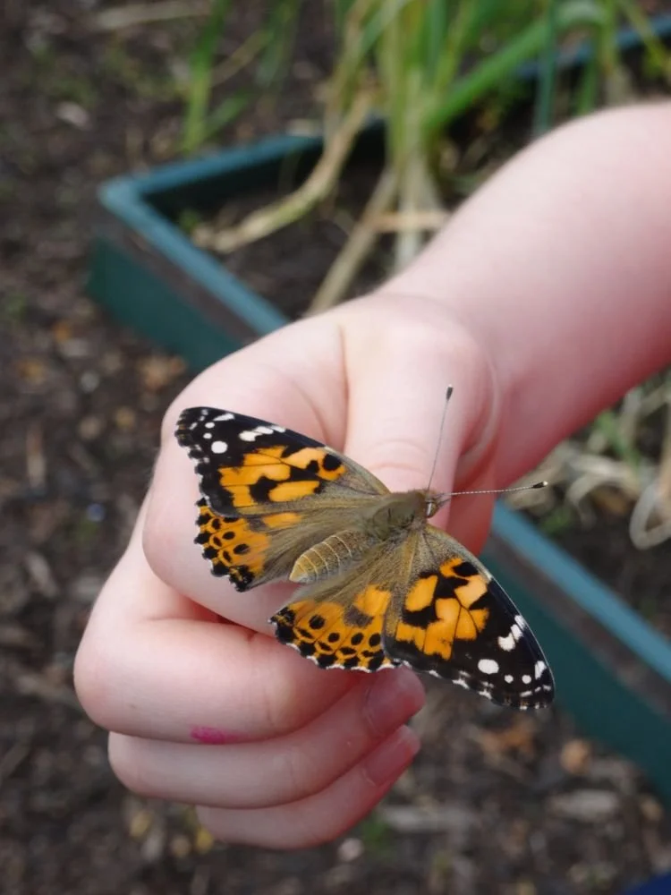 Hunting for Butterflies