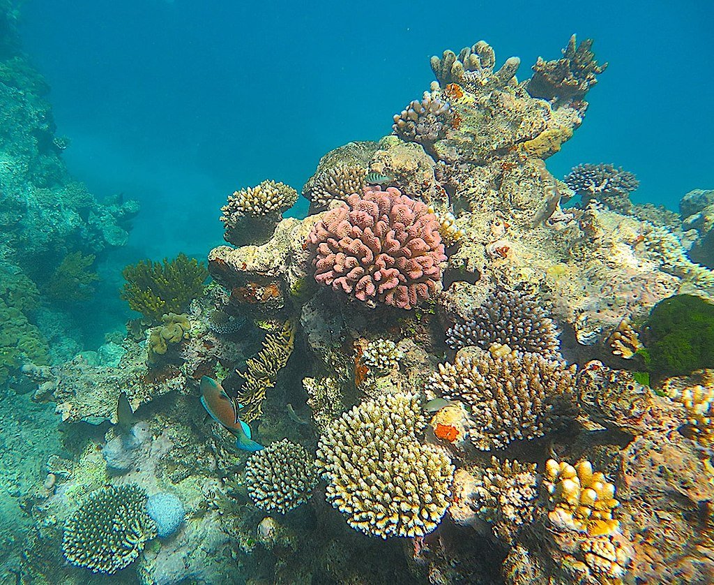 Ocean Life