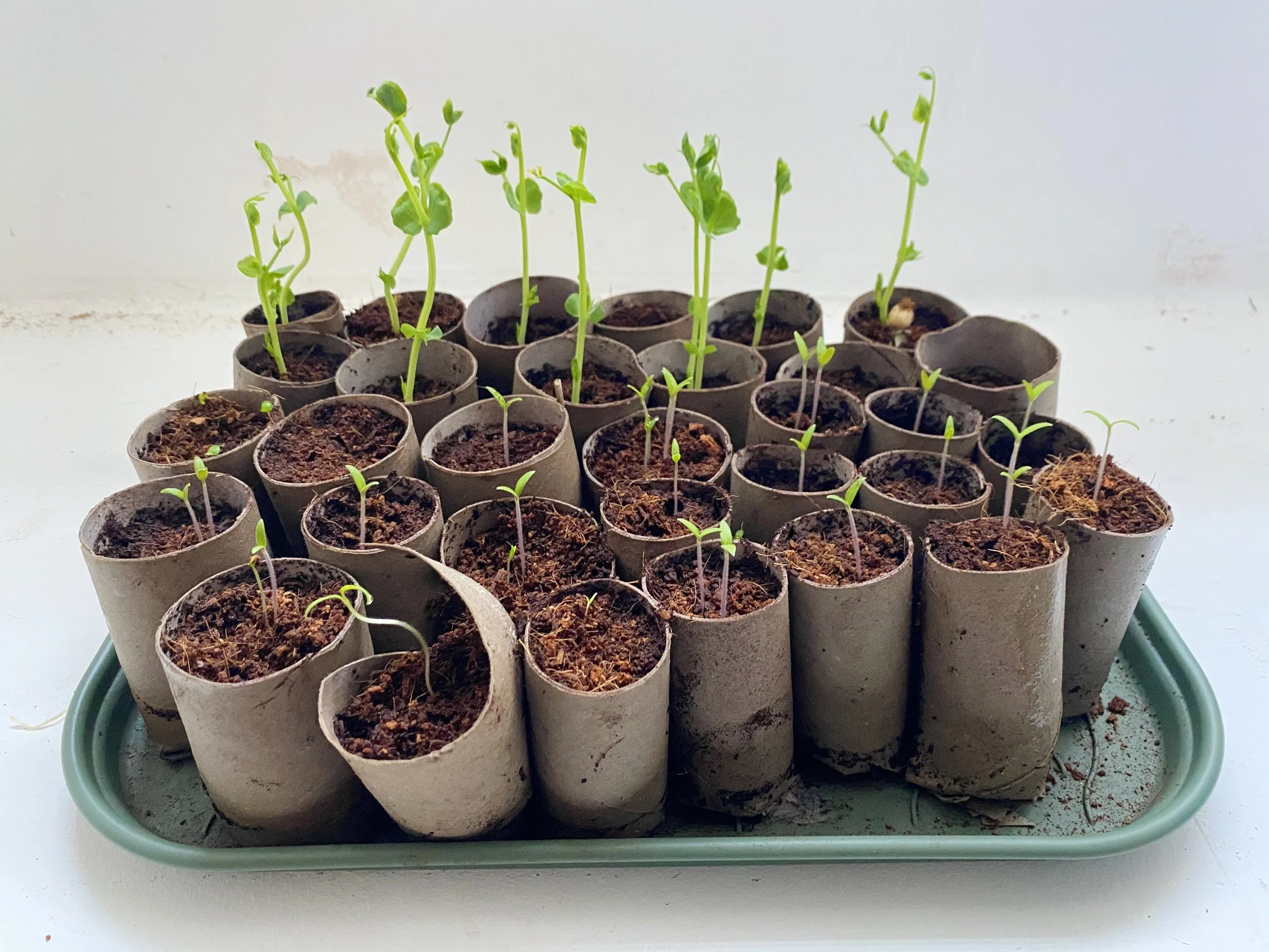 Roots & Shoots at Home
