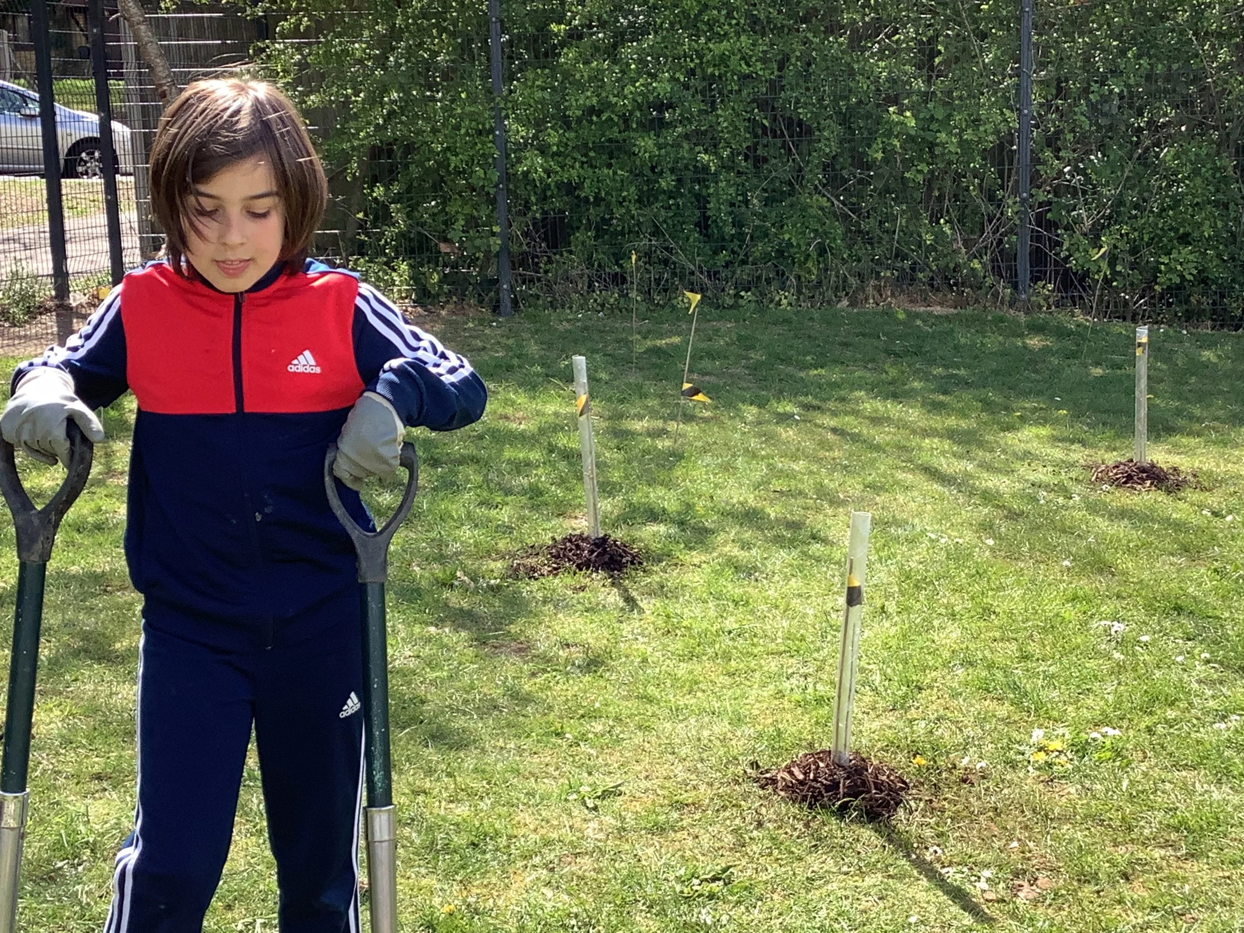 The Planting Of Our Micro-Wood!