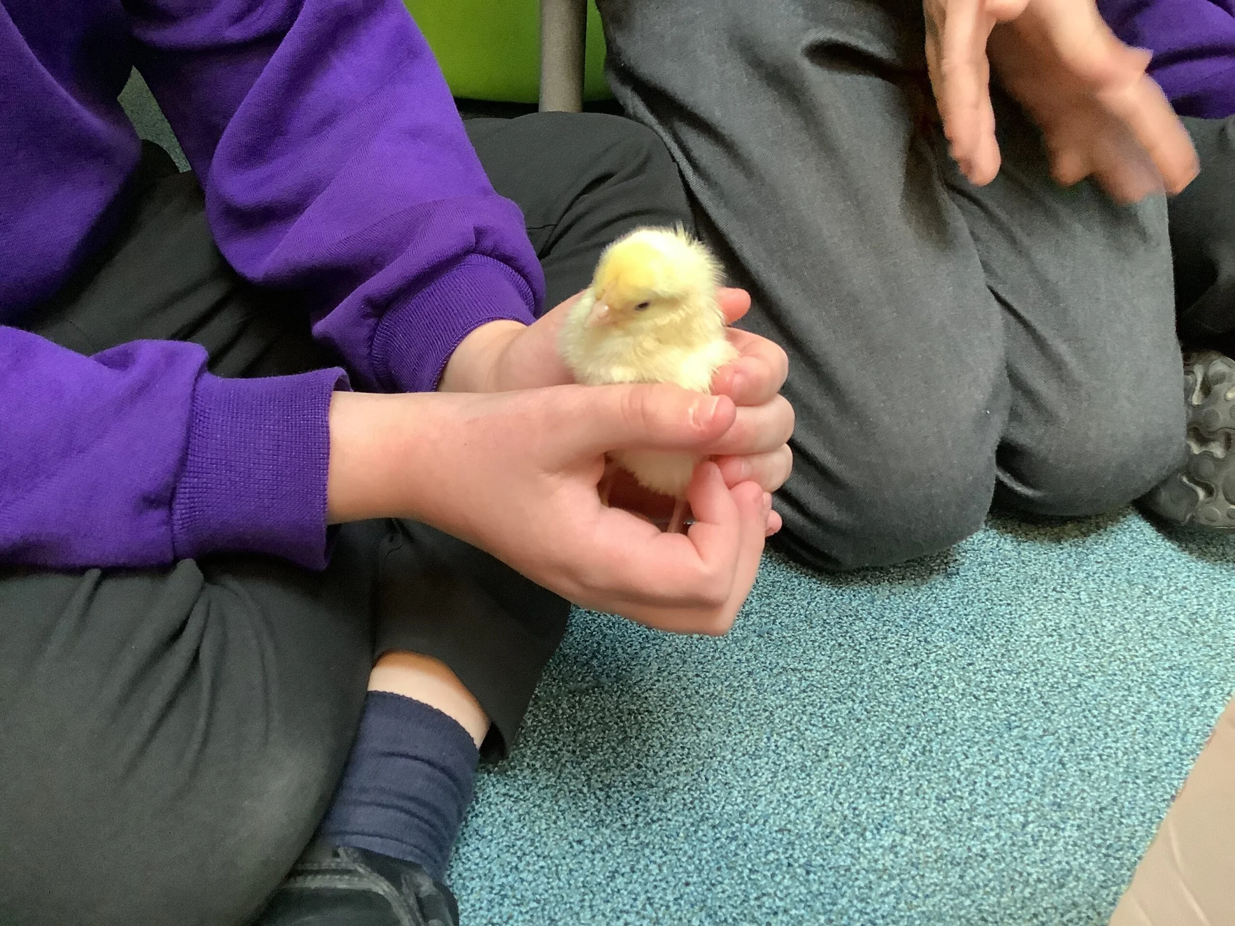 Goat Lees Primary School Chick Update