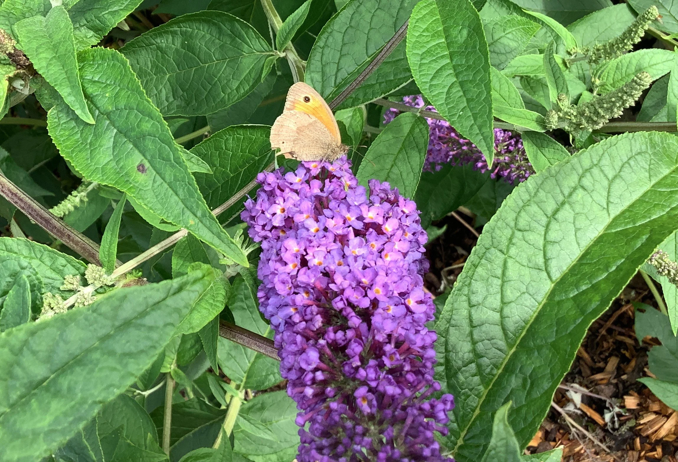 Our Success With Our Project at Goat Lees to Encourage Butterflies and Bees