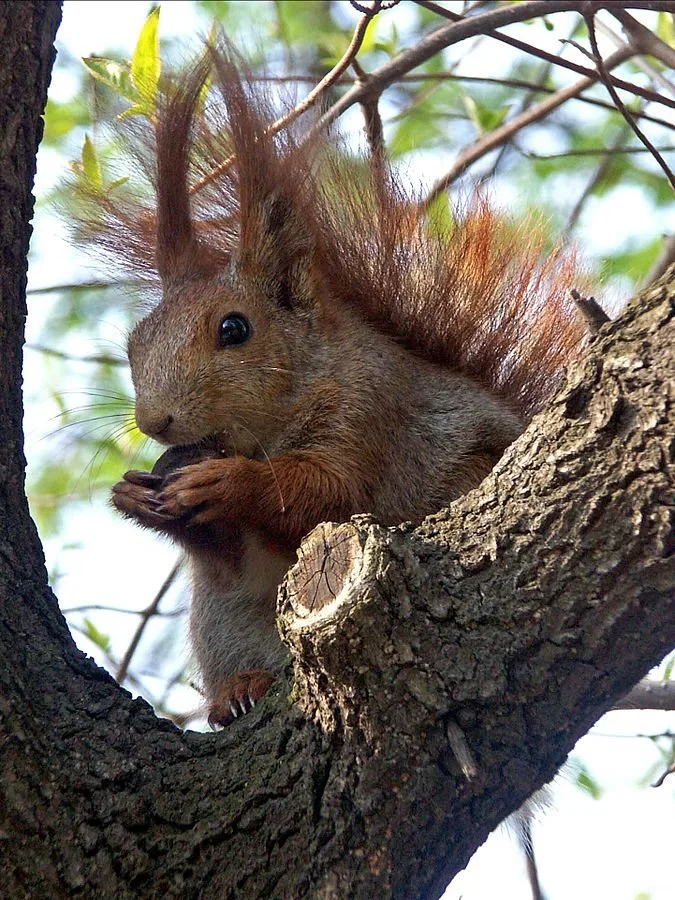 Featured Activity: Animals of the Forest