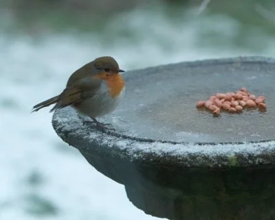 Featured Activity - Helping Out Animals When it is Cold