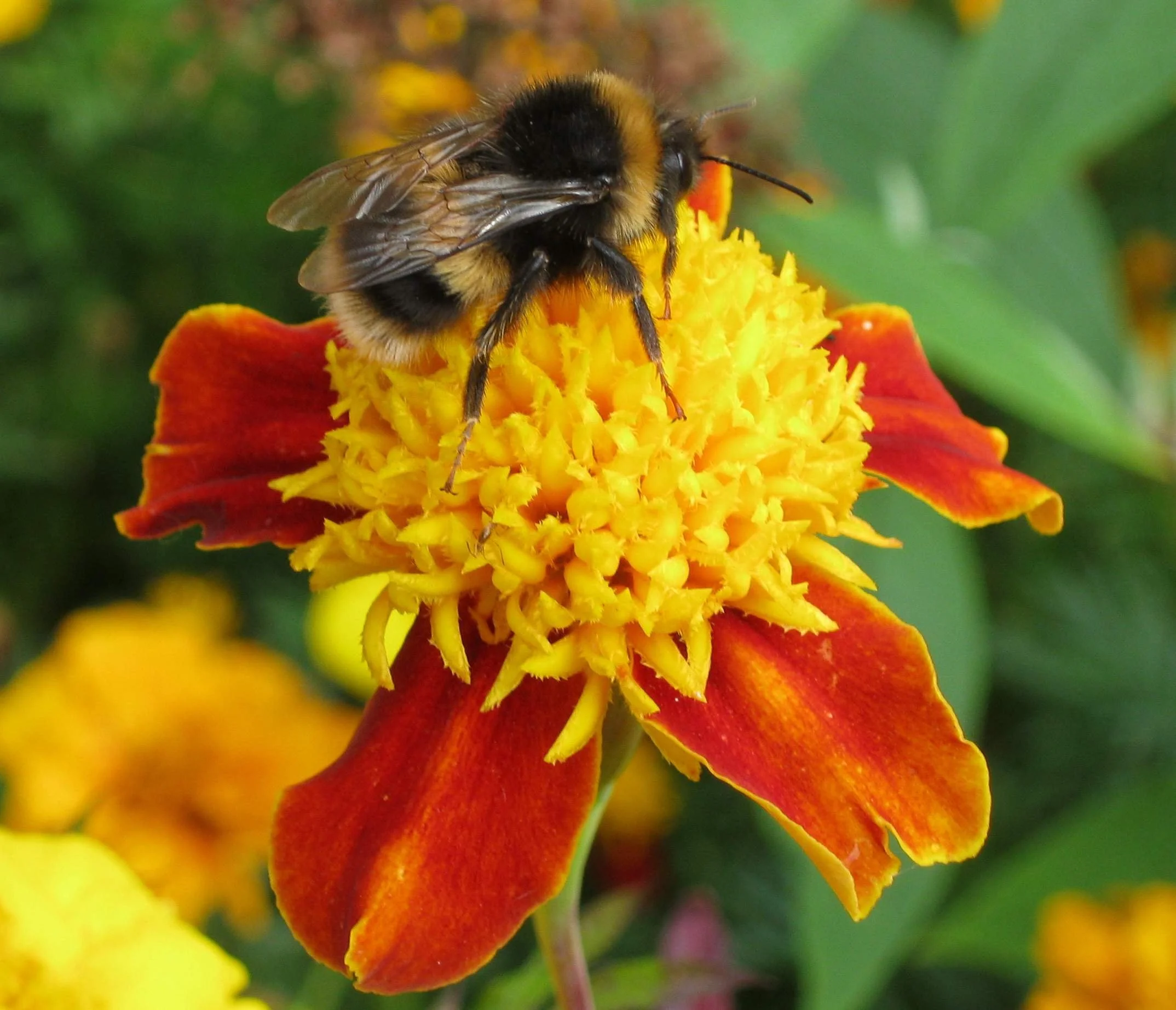 Featured Activity: Make a Bee Friendly Garden