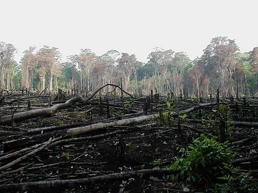 Forest Activity: The Forest Environment