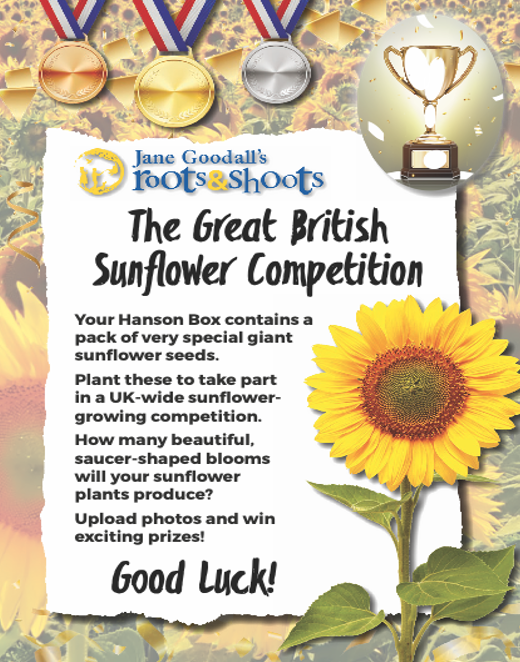 Hanson Box & Roots & Shoots Sunflower competition – get growing!