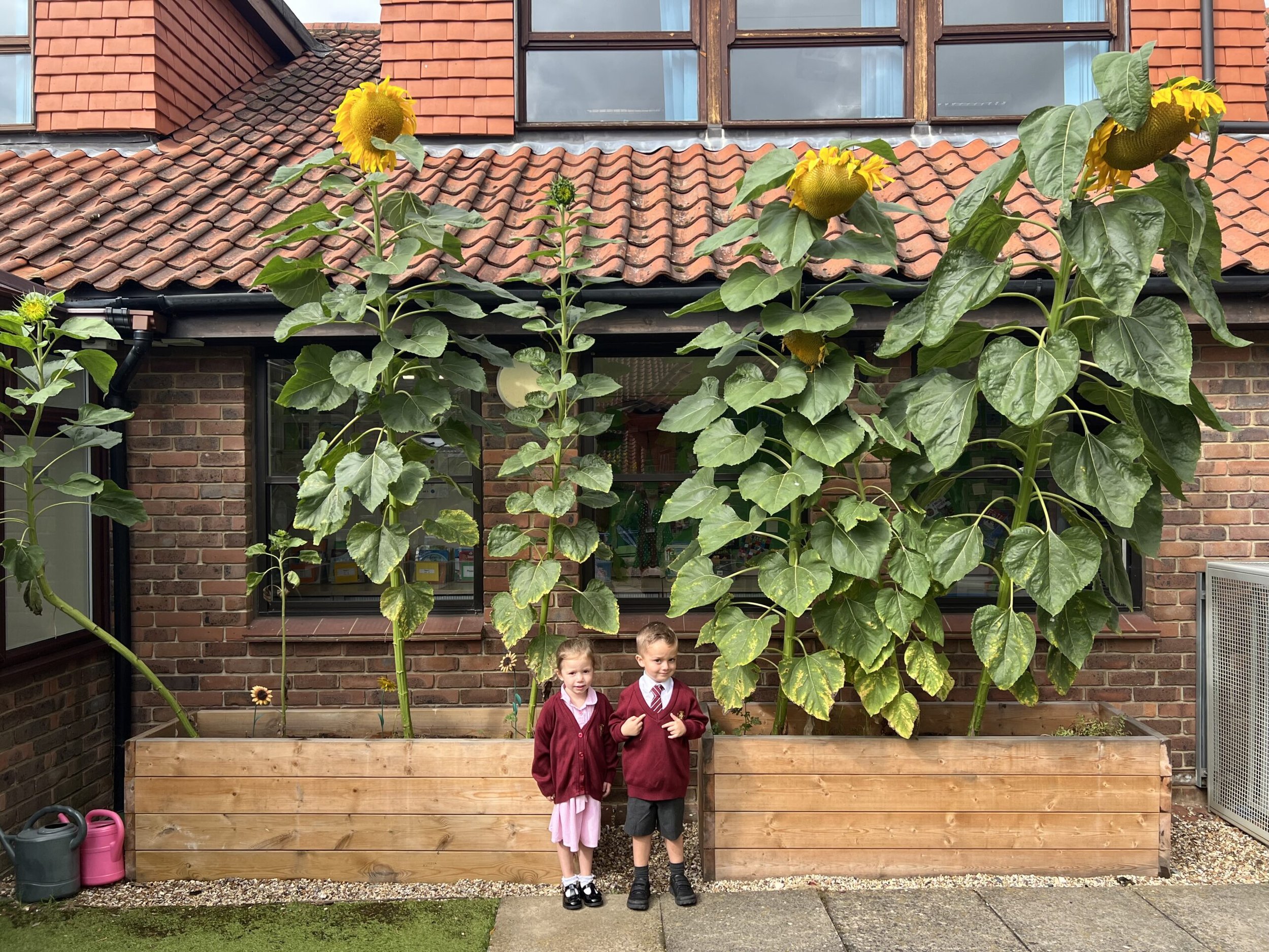 Winners Announcement! Jane Goodall’s Roots & Shoots and Hanson Box Sunflower Competition