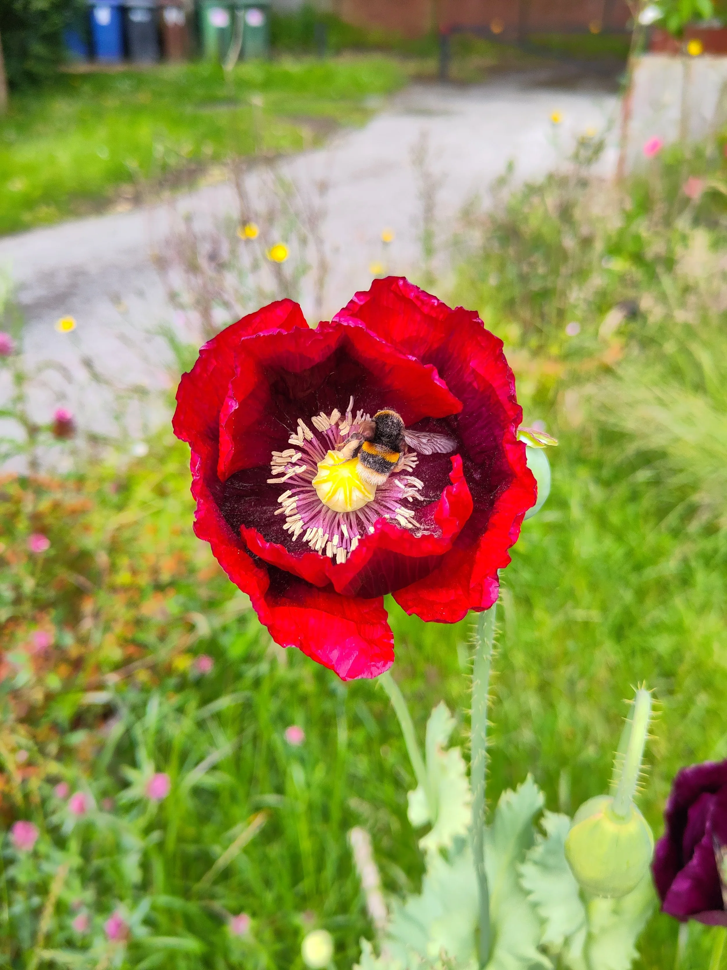 No Mow May - identifying pollinators