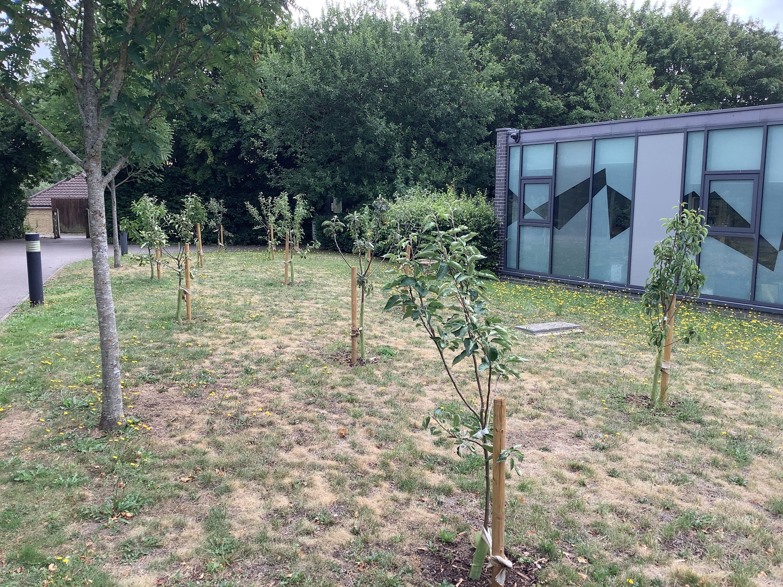 Community Orchard.JPG
