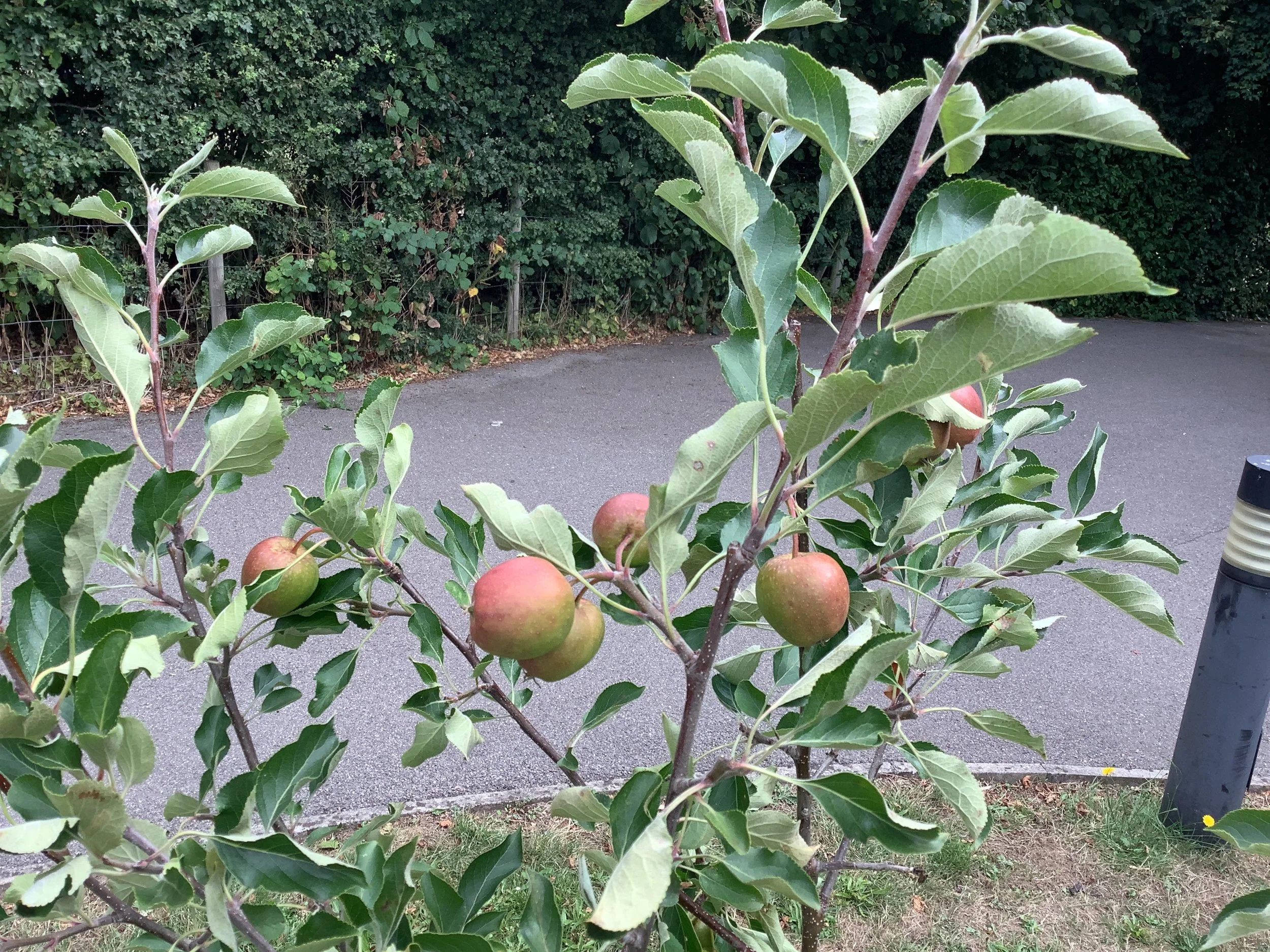 Apples (2).JPG