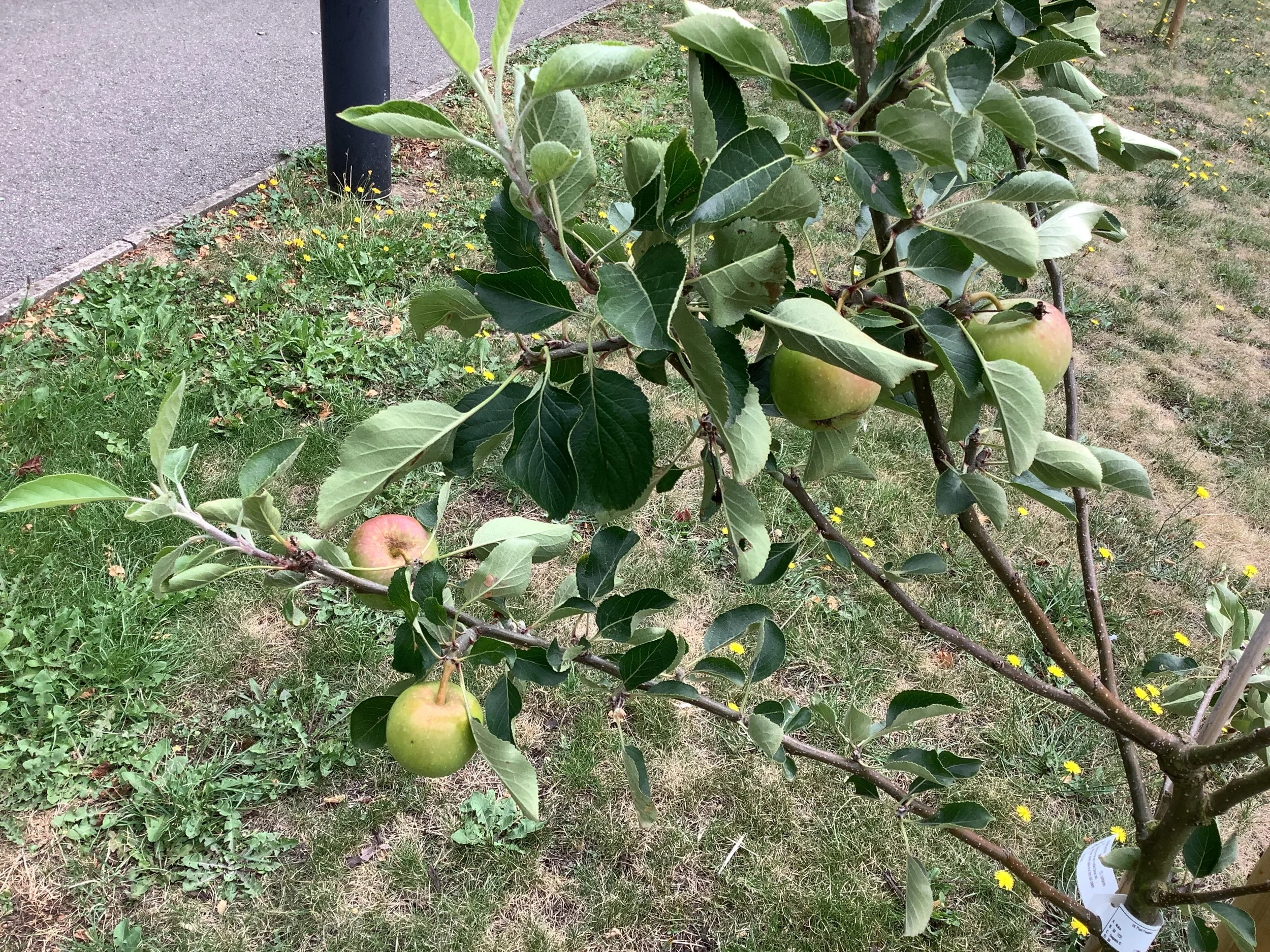 Apples.JPG