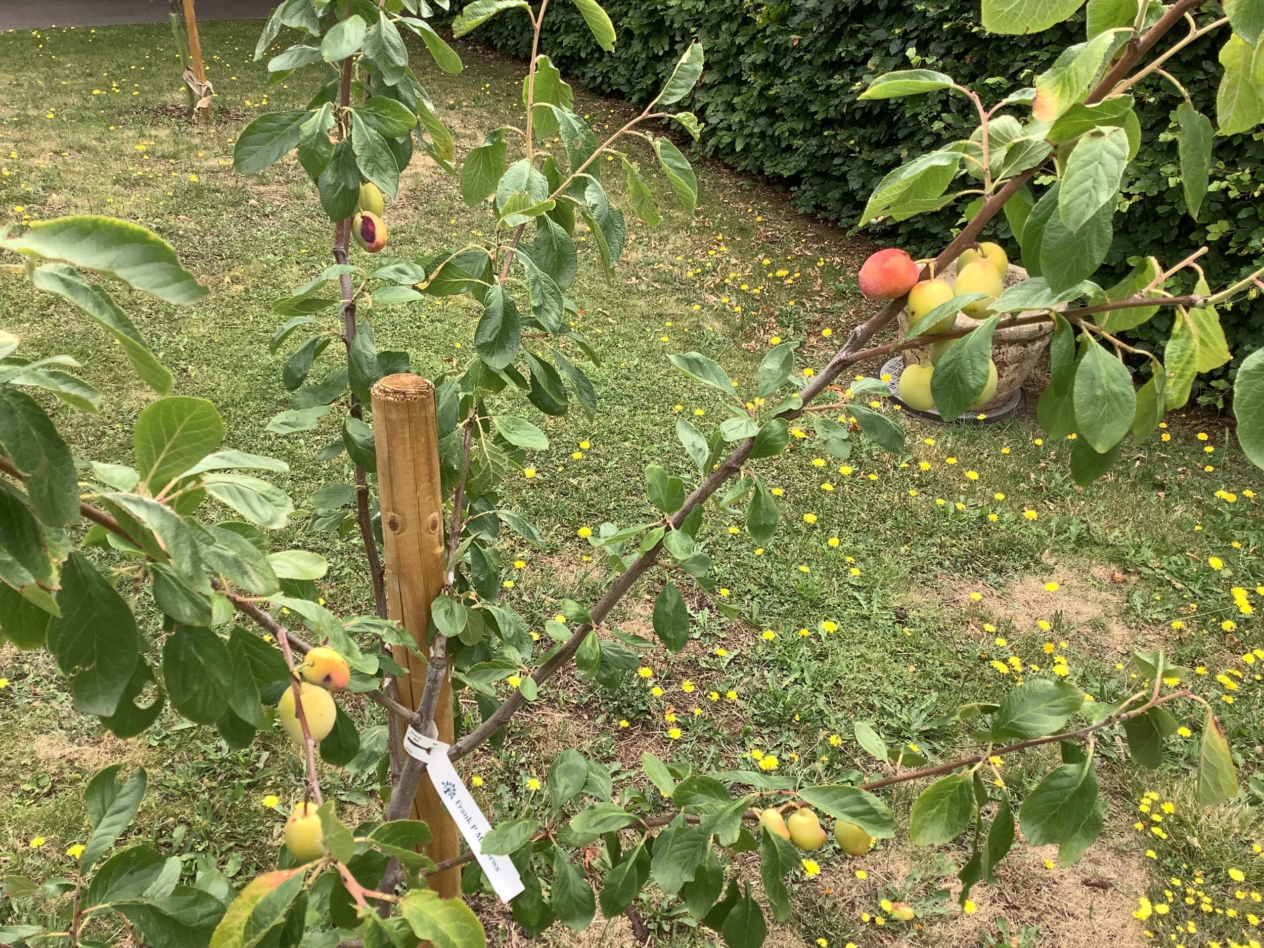 Apricots.JPG