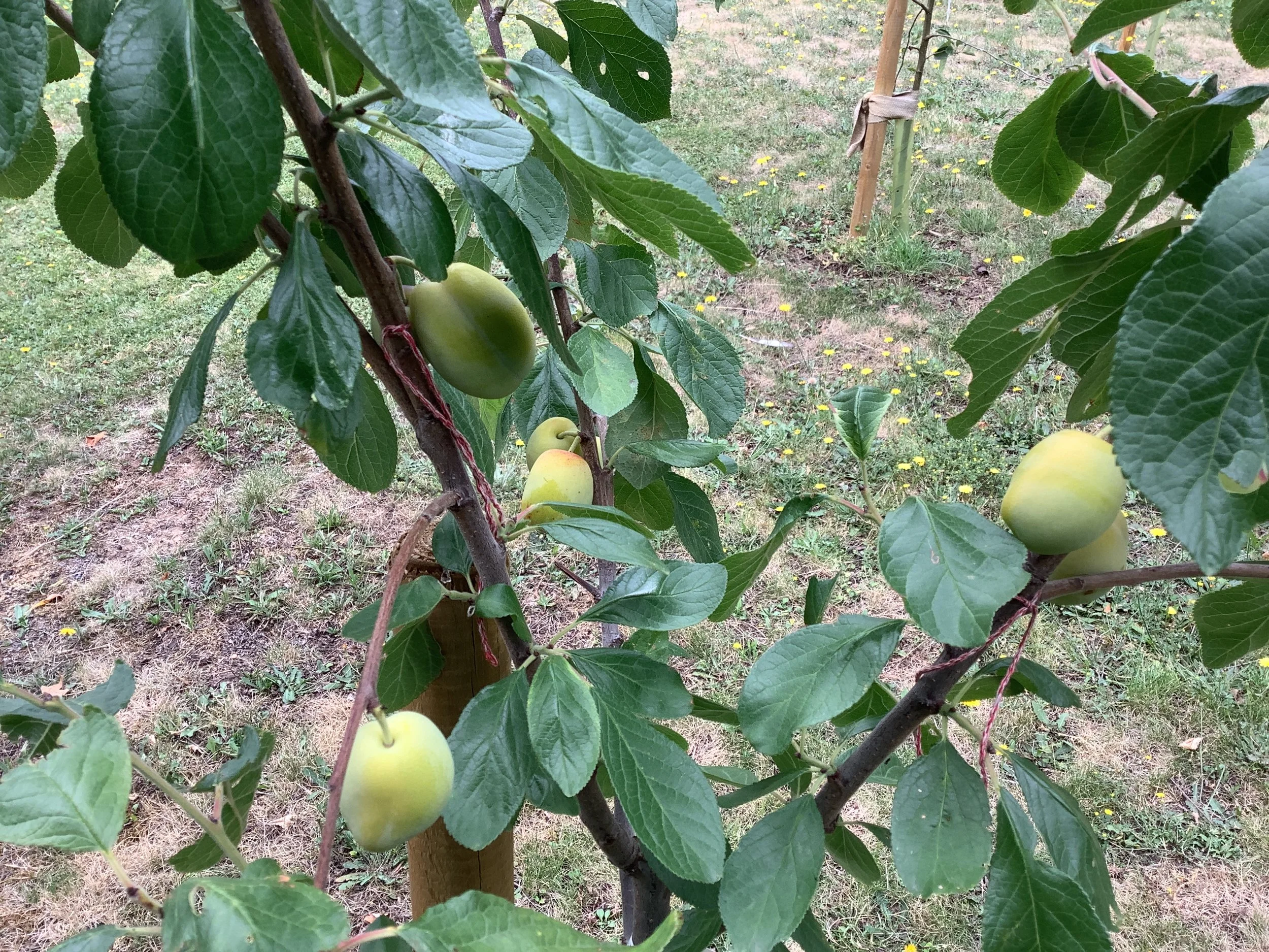 Plums.JPG