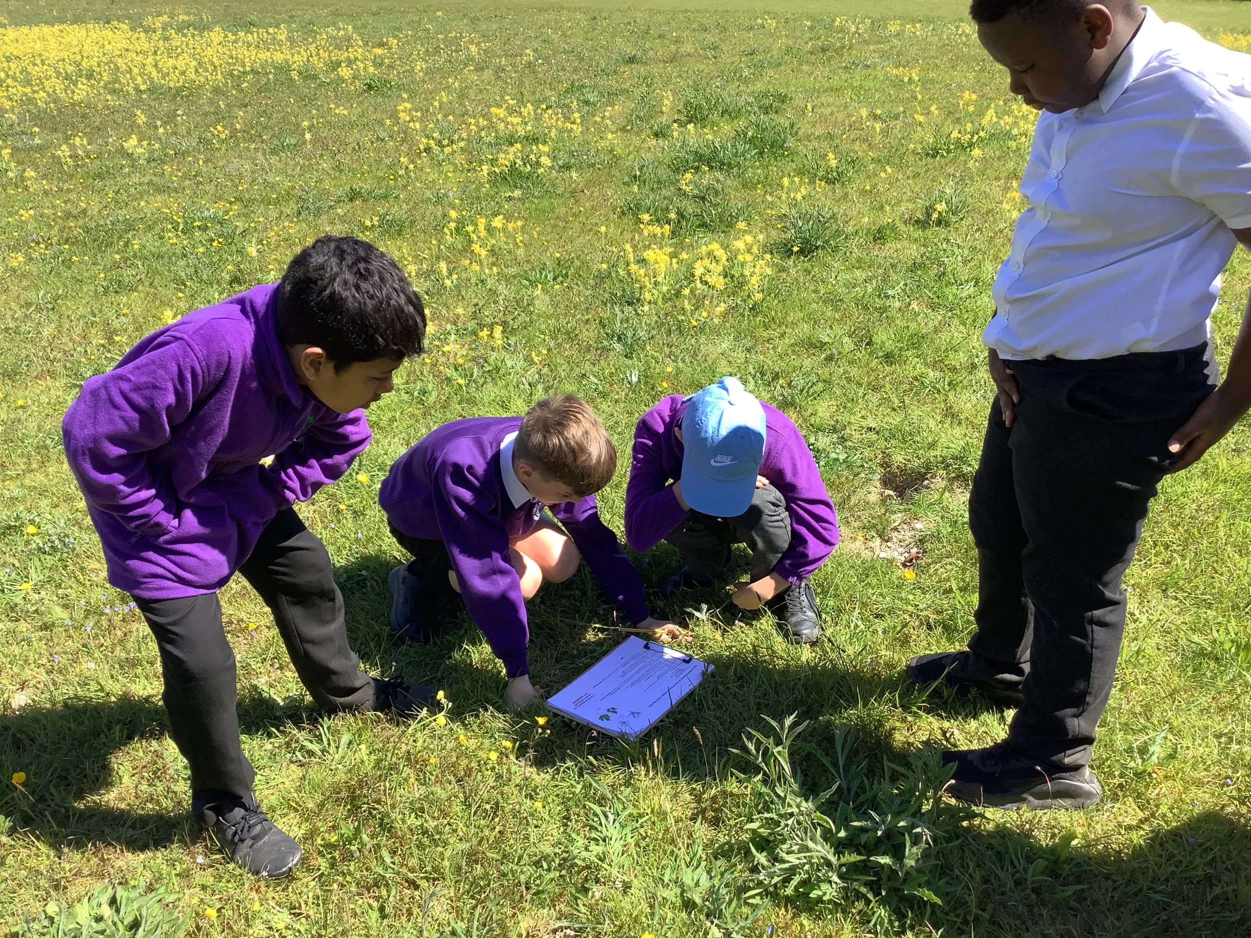 Wild Flower Identification @ HEart's delight.JPG